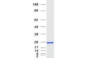 Western Blotting (WB) image for RAB13, Member RAS Oncogene Family (RAB13) protein (Myc-DYKDDDDK Tag) (ABIN2730274)