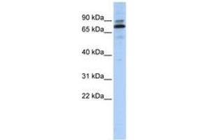 Image no. 1 for anti-Chromosome 14 Open Reading Frame 21 (C14orf21) (AA 215-264) antibody (ABIN6740714) (C14orf21 抗体  (AA 215-264))