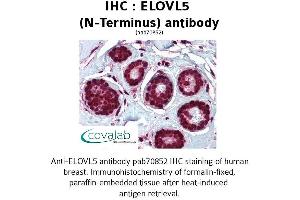 Image no. 1 for anti-ELOVL Fatty Acid Elongase 5 (ELOVL5) (N-Term) antibody (ABIN1733973) (ELOVL5 抗体  (N-Term))