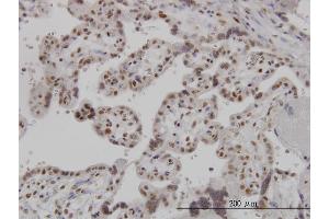 Immunoperoxidase of monoclonal antibody to ARL6IP4 on formalin-fixed paraffin-embedded human placenta. (ARL6IP4 抗体  (AA 261-360))