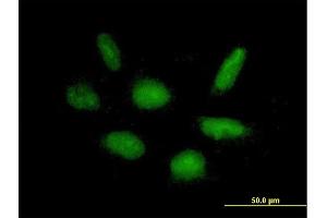 Immunofluorescence of purified MaxPab antibody to RAPGEF5 on HepG2 cell. (GFR 抗体  (AA 1-444))