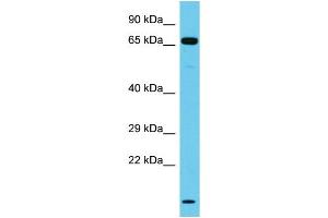 Host: Rabbit Target Name: NT5DC3 Sample Type: Jurkat Whole Cell lysates Antibody Dilution: 1. (NT5DC3 抗体  (C-Term))