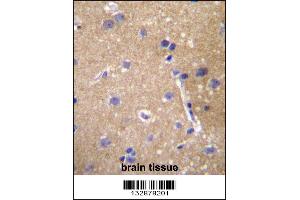 ABCC12 Antibody immunohistochemistry analysis in formalin fixed and paraffin embedded human brain tissue followed by peroxidase conjugation of the secondary antibody and DAB staining. (ABCC12 抗体  (AA 723-752))