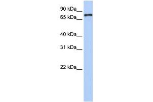 WB Suggested Anti-NR1D1 Antibody Titration:  0. (NR1D1 抗体  (Middle Region))