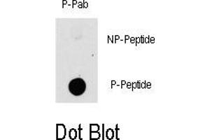 Image no. 1 for anti-P21-Activated Kinase 1 (PAK1) (pThr423) antibody (ABIN358352) (PAK1 抗体  (pThr423))