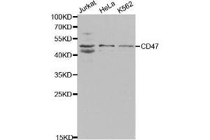 Western Blotting (WB) image for anti-CD47 (CD47) (AA 20-140) antibody (ABIN3022624) (CD47 抗体  (AA 20-140))