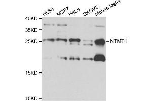 Western blot analysis of extracts of various cell lines, using NTMT1 antibody. (METTL11A 抗体)