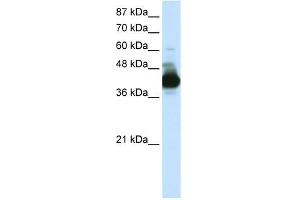 Western Blotting (WB) image for anti-Cleavage Stimulation Factor, 3' Pre-RNA, Subunit 3, 77kDa (CSTF3) (N-Term) antibody (ABIN633455)