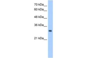 Western Blotting (WB) image for anti-Neural Proliferation, Differentiation and Control, 1 (NPDC1) antibody (ABIN2463048) (NPDC1 抗体)