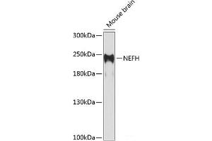 Western blot analysis of extracts of Mouse brain using NEFH Polyclonal Antibody at dilution of 1:1000. (NEFH 抗体)