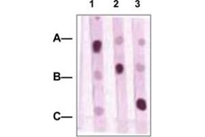 Dot Blot : 1 ug peptides was blotted onto NC membrane. (POU2F1 抗体  (C-Term))