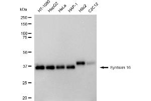 Western blotting analysis using Syntaxin 16 antibody (ABIN7800492). (Recombinant Syntaxin 16 抗体)