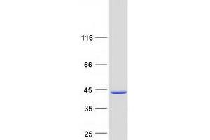 Western Blotting (WB) image for Protein Phosphatase 2A Activator, Regulatory Subunit 4 (PPP2R4) (Transcript Variant 2) protein (Myc-DYKDDDDK Tag) (ABIN2729490)