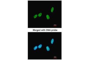 ICC/IF Image Immunofluorescence analysis of paraformaldehyde-fixed HeLa, using RED, antibody at 1:200 dilution. (Protein Red (IK) (N-Term) 抗体)