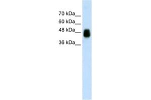 Western Blotting (WB) image for anti-Homer Homolog 1 (HOMER1) antibody (ABIN2462039) (HOMER1 抗体)