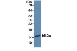Detection of Recombinant Trx, Mouse using Polyclonal Antibody to Thioredoxin (Trx) (TXN 抗体  (AA 1-105))