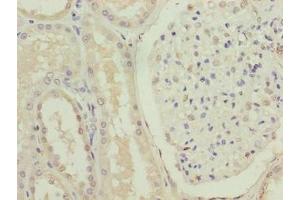 Immunohistochemistry of paraffin-embedded human kidney tissue using ABIN7153105 at dilution of 1:100 (FOXR2 抗体  (AA 1-300))