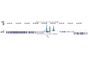 ChIP DNA-Sequencing (ChIP-seq) image for anti-Runt-Related Transcription Factor 1, Translocated To, 1 (Cyclin D-Related) (RUNX1T1) (Internal Region), (N-Term) antibody (ABIN6655575)