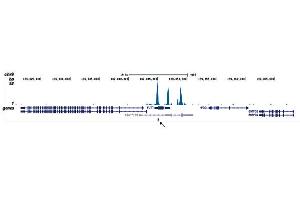 ChIP-seq results of anti-ETO ab ChIP-seq results of anti-ETO antibody.