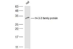 Oat lysates probed with 14-3-3 family protein Polyclonal Antibody, Unconjugated  at 1:500 dilution and 4˚C overnight incubation. (LOC543565 抗体  (AA 151-261))