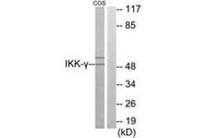 Western blot analysis of extracts from COS7 cells, using IKK-gamma Antibody. (IKBKG 抗体  (AA 291-340))