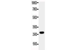 Observed bind size: 27KD (Aquaporin 8 抗体  (N-Term))