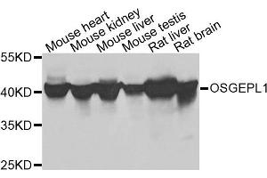 Western blot analysis of extracts of various cells, using OSGEPL1 antibody. (OSGEPL1 抗体)