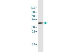 Western Blotting (WB) image for anti-POU Domain, Class 4, Transcription Factor 1 (POU4F1) (AA 331-420) antibody (ABIN948289)