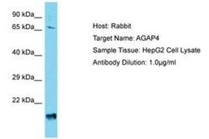 AGAP4 抗体  (AA 501-550)
