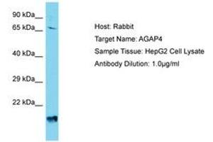 Image no. 1 for anti-ArfGAP with GTPase Domain, Ankyrin Repeat and PH Domain 4 (AGAP4) (AA 501-550) antibody (ABIN6750745) (AGAP4 抗体  (AA 501-550))