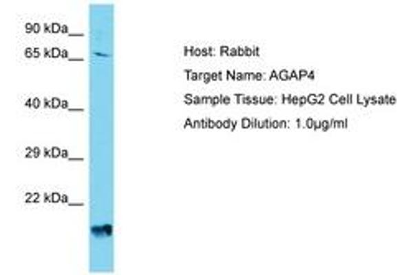 AGAP4 antibody  (AA 501-550)
