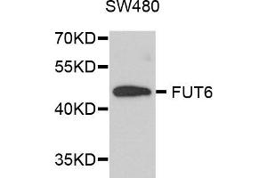 Western blot analysis of extracts of SW480 cells, using FUT6 antibody (ABIN5972052) at 1/1000 dilution. (FUT6 抗体)