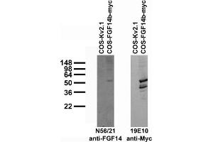 Transfected cell immunoblot: extracts of COS cells transiently transfected with Myc-tagged FGF14b or untagged Kv2.