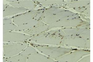 ABIN6279173 at 1/100 staining Mouse muscle tissue by IHC-P. (DDX42 抗体  (C-Term))