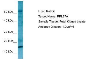 Western Blotting (WB) image for anti-Ribosomal Protein L27a (RPL27A) (C-Term) antibody (ABIN2790162) (RPL27A 抗体  (C-Term))