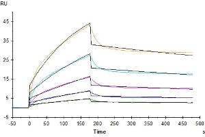Surface Plasmon Resonance (SPR) image for Inducible T-Cell Co-Stimulator Ligand (ICOSLG) (AA 19-256) protein (His tag) (ABIN7273947)
