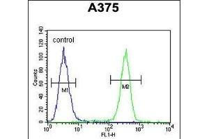 ACTR2 Antibody (Center) (ABIN1882060 and ABIN2840821) flow cytometric analysis of  cells (right histogram) compared to a negative control cell (left histogram). (ACTR2 抗体  (AA 191-219))