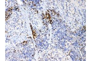 IHC testing of FFPE mouse spleen tissue with IL17A antibody at 1ug/ml. (Interleukin 17a 抗体)
