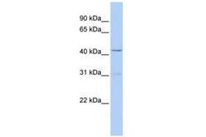 Image no. 1 for anti-T-Box 10 (TBX10) (AA 252-301) antibody (ABIN6741416)