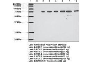 Image no. 1 for anti-Prostaglandin-Endoperoxide Synthase 2 (Prostaglandin G/H Synthase and Cyclooxygenase) (PTGS2) antibody (ABIN2451700) (PTGS2 抗体)