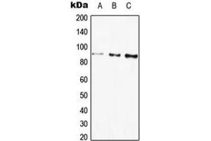 Western blot analysis of Beta-galactosidase expression in HEK293T (A), HepG2 (B), PC12 (C) whole cell lysates. (GLB1 抗体  (Center))