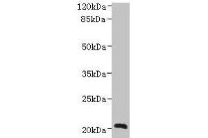 Western blot All lanes: NICN1 antibody at 4 μg/mL + U937 whole cell lysate Secondary Goat polyclonal to rabbit IgG at 1/10000 dilution Predicted band size: 25, 20 kDa Observed band size: 20 kDa (NICN1 抗体  (AA 1-213))
