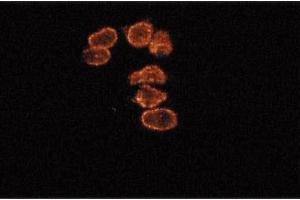Immunofluorescence staining of SKN cells (human neuroblastoma). (Cyclin B1 抗体  (AA 14-168))