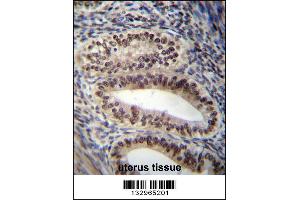 PGR/PR Antibody immunohistochemistry analysis in formalin fixed and paraffin embedded human uterus tissue followed by peroxidase conjugation of the secondary antibody and DAB staining. (PGLYRP1 抗体  (AA 349-377))