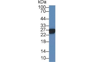Detection of GSTa3 in Gallus Testis lysate using Polyclonal Antibody to Glutathione S Transferase Alpha 3 (GSTa3) (GSTA3 抗体  (AA 1-229))