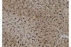 ABIN6267179 at 1/100 staining Mouse liver tissue by IHC-P. (SHP1 抗体  (pTyr564))