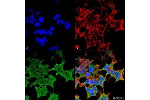 Immunocytochemistry/Immunofluorescence analysis using Mouse Anti-LGI1 Monoclonal Antibody, Clone S283-7 . (LGI1 抗体  (AA 37-113) (PerCP))