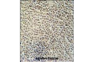 RBMX2 Antibody (C-term) (ABIN654753 and ABIN2844435) immunohistochemistry analysis in formalin fixed and paraffin embedded human spleen tissue followed by peroxidase conjugation of the secondary antibody and DAB staining. (RBMX2 抗体  (C-Term))