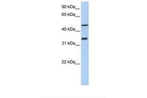 ICEF1 抗体  (AA 254-303)