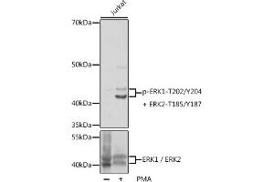 Western blot analysis of extracts of Jurkat cells, using Phospho-ERK1-T202/Y204 + ERK2-T185/Y187 pAb (ABIN7268624) at 1:1000 dilution or ERK1 / ERK2 antibody (ABIN7268619). (ERK1 抗体  (pThr185, pThr202, pThr204, pTyr187))